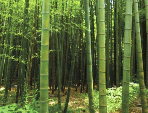 Il bambù potrebbe diventare l’oro verde nel prossimo futuro