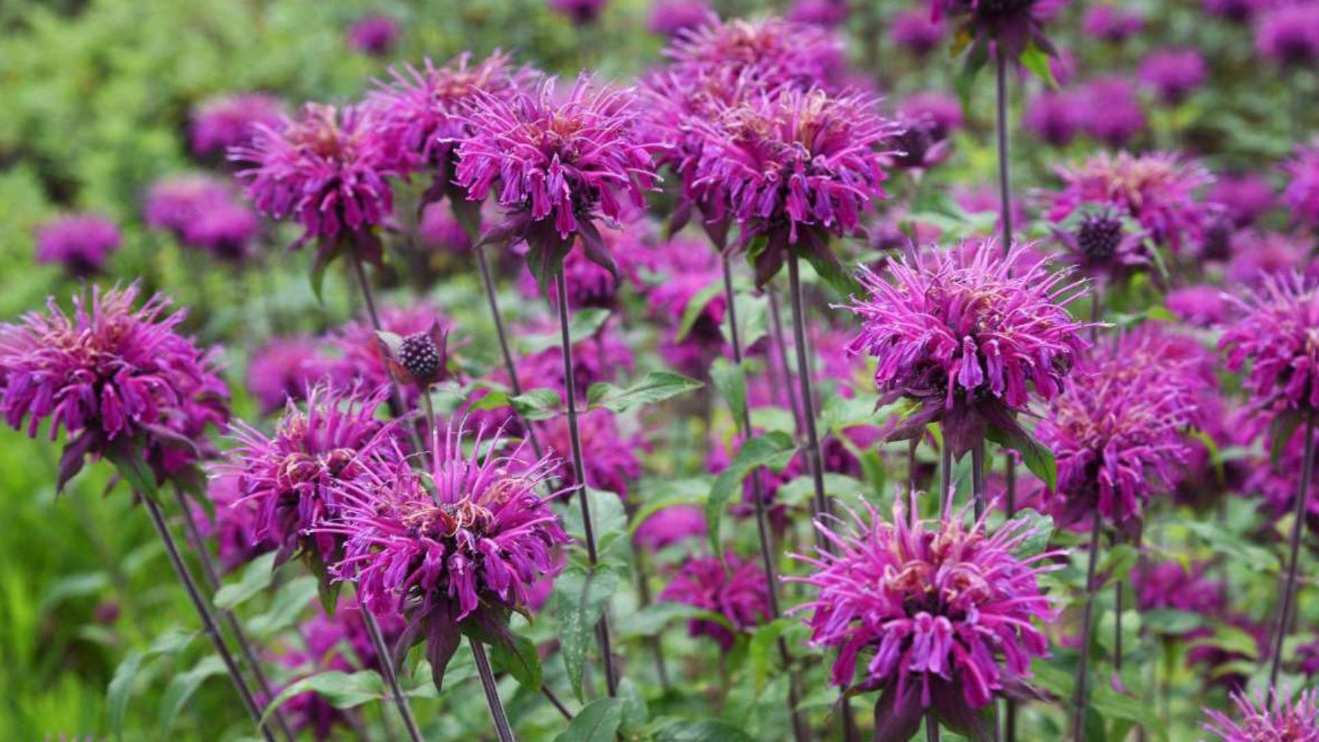 La monarda è la pianta antizanzare perfetta, come utilizzare le sue capacità